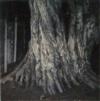 ADAMS, ANSEL (1902-1984) Group of 4 color studies of trees.